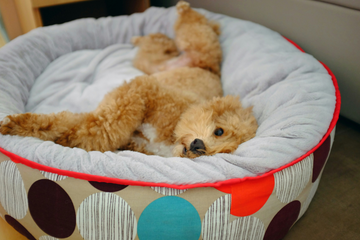 The One Dog Bed Detail That Decides Whether It Lasts a Decade or a Summer