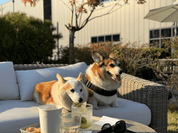 How to Build a Dog-Friendly Home With Sunbrella Outdoor Cushions