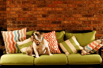 Worried a guest’s pet might ruin your Airbnb? Here are pet-resistant fabrics that can handle every stay