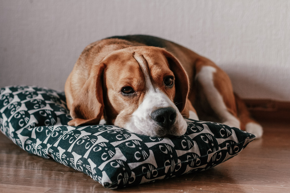 Pet-friendly custom cushions