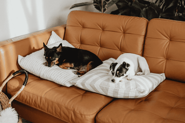 Pet Owners, Before You Buy a Leather Sofa, Compare It With Ultraleather