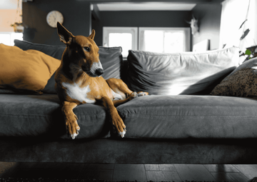 The Best PFAS-Free Cushions for Homes With Messy Dogs