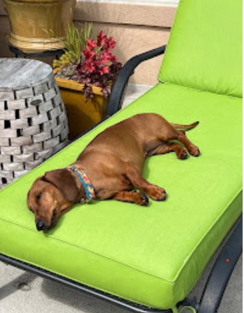 Sunbrella Outdoor Dog Bed Cushion